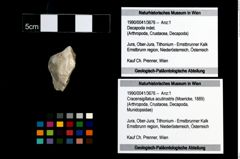 Foto (Objekt + Etikett) von Cracensigillatus acutirostris (Moericke, 1889)  (NHMW-GEO-1990-0041-3676)